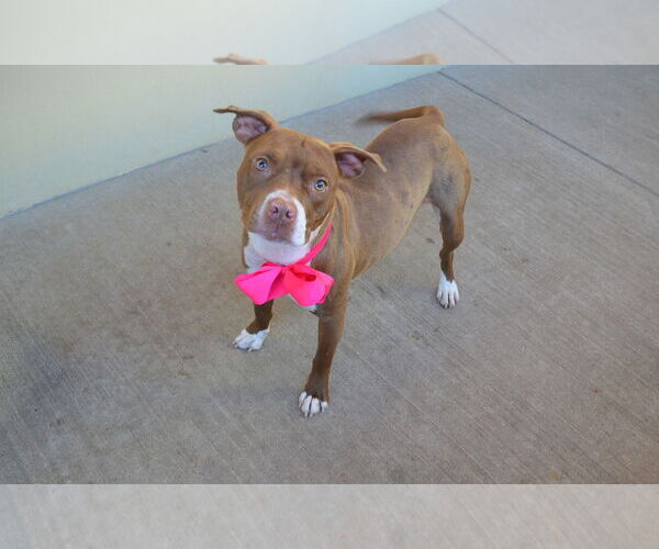 Medium Photo #2 Mutt Puppy For Sale in McKinney, TX, USA