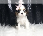Small #5 Cavalier King Charles Spaniel