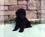 Small #1 ShihPoo