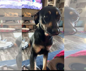 Mountain Cur-Unknown Mix Dogs for adoption in Oakhurst, NJ, USA