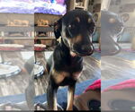 Small Mountain Cur Mix
