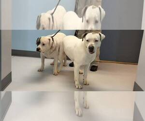 American Bulldog Dogs for adoption in Pryor, OK, USA