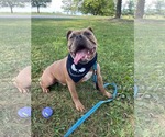 Small Photo #26 American Bulldog-Unknown Mix Puppy For Sale in Derwood, MD, USA