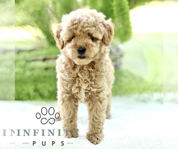 Medium Photo #5 Poodle (Toy) Puppy For Sale in PARADISE, PA, USA