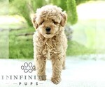Small #4 Poodle (Toy)