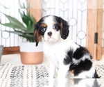 Small Photo #3 Cavalier King Charles Spaniel Puppy For Sale in NAPLES, FL, USA