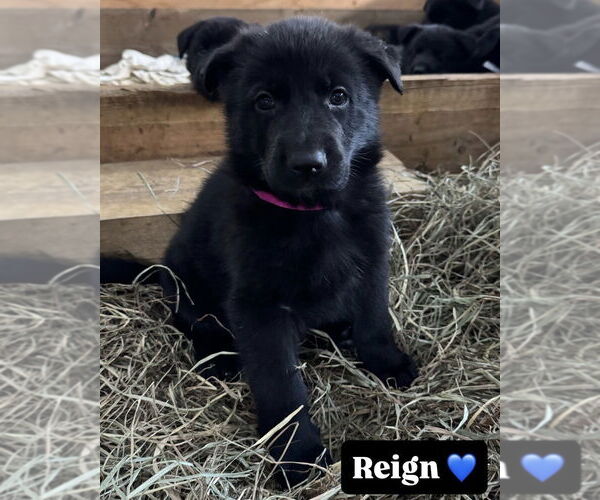 Medium Photo #1 German Shepherd Dog Puppy For Sale in Brewster, NY, USA