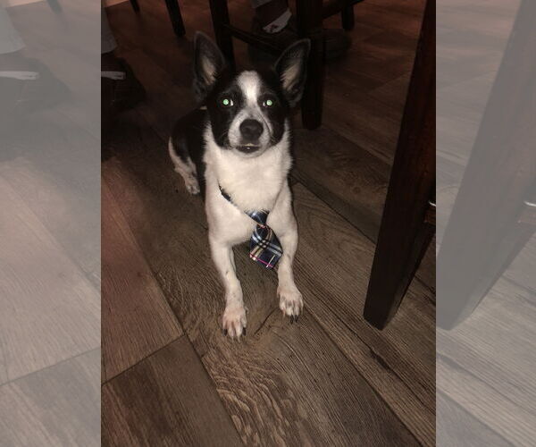 Medium Photo #1 Jack Russell Terrier-Unknown Mix Puppy For Sale in Miami, FL, USA