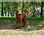 Small Photo #1 Goldendoodle Puppy For Sale in FERGUSON, NC, USA