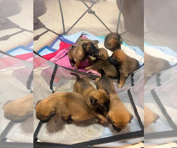 Medium Photo #1 Belgian Malinois Puppy For Sale in Thornhill, Ontario, Canada