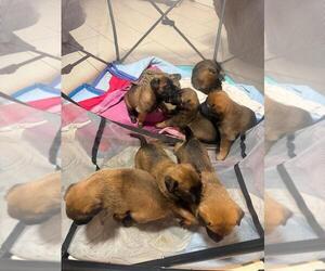 Belgian Malinois Puppy for sale in Thornhill, Ontario, Canada