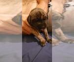Small Photo #1 Mastiff Puppy For Sale in LE ROY, MI, USA