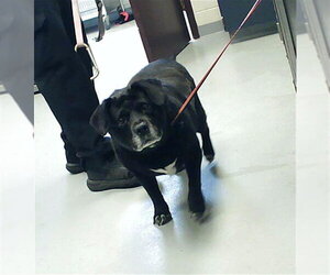 Labrador Retriever Dogs for adoption in Fayetteville, NC, USA