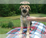 Small #2 German Shepherd Dog