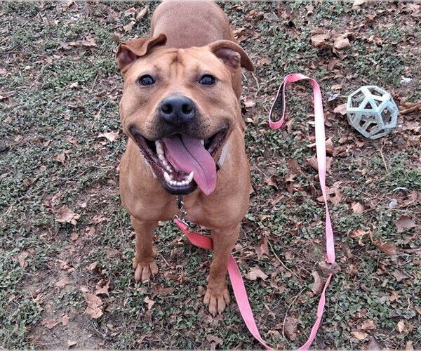 Medium Photo #2 American Pit Bull Terrier-Unknown Mix Puppy For Sale in Ocala, FL, USA