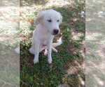 Small #4 Great Pyrenees