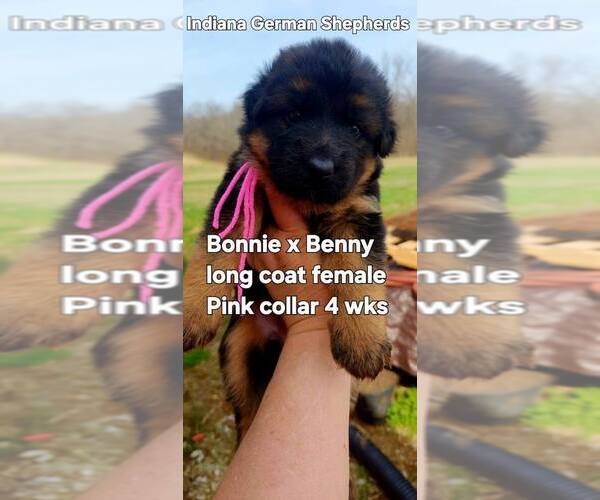 Medium Photo #4 German Shepherd Dog Puppy For Sale in CHRISNEY, IN, USA