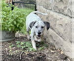 Small #1 Mutt