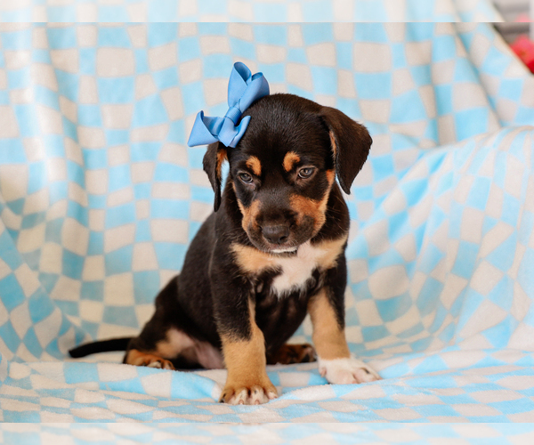 Medium Photo #5 Beagle-Mutt Mix Puppy For Sale in LIBERTY, KY, USA