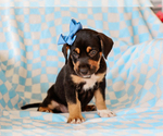 Small #4 Beagle-Mutt Mix