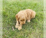Small Photo #41 Goldendoodle Puppy For Sale in EATON RAPIDS, MI, USA