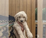 Small Photo #8 Goldendoodle Puppy For Sale in SPENCER, TN, USA
