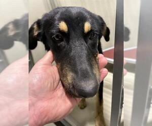 German Shepherd Dog Dogs for adoption in Bakersfield, CA, USA