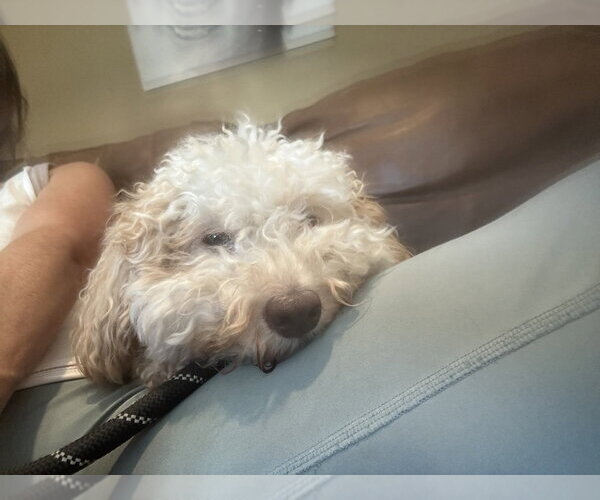 Medium Photo #1 Poodle (Miniature) Puppy For Sale in San Diego , CA, USA