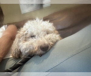 Poodle (Miniature) Dogs for adoption in San Diego , CA, USA