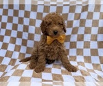Small Poodle (Miniature)