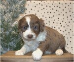Small Photo #17 Aussiedoodle Miniature  Puppy For Sale in NEWBERRY, IN, USA