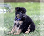 Small #3 German Shepherd Dog