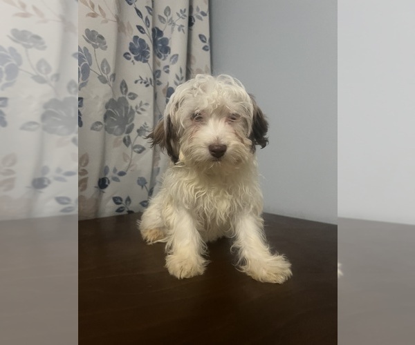 Medium Photo #23 Havanese Puppy For Sale in DURHAM, CT, USA