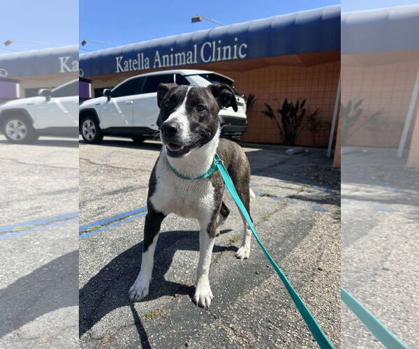 Medium Photo #4 American Pit Bull Terrier-Labrador Retriever Mix Puppy For Sale in San Diego, CA, USA