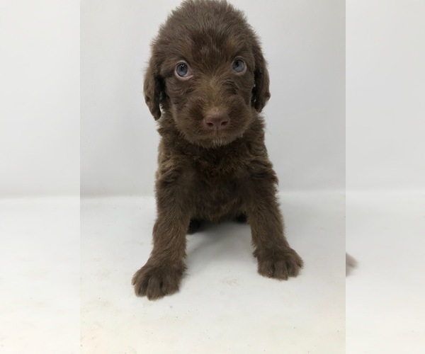 Medium Photo #3 Labradoodle Puppy For Sale in ROCKY MOUNT, NC, USA