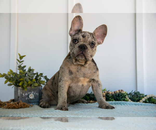 Medium Photo #1 French Bulldog Puppy For Sale in MILLERSBURG, OH, USA
