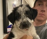 Small #1 Border Collie-Great Pyrenees Mix
