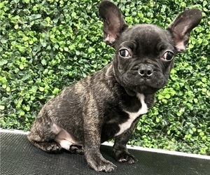 French Bulldog Puppy for sale in HOUSTON, TX, USA