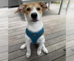 Small #15 Great Pyrenees Mix