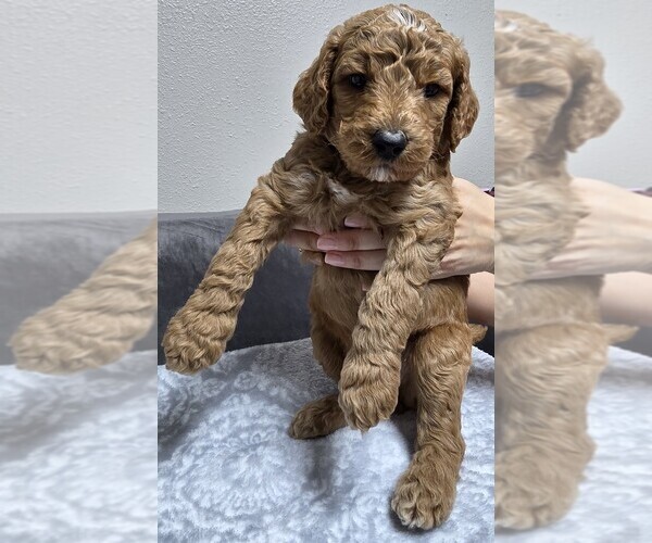 Medium Photo #27 Goldendoodle Puppy For Sale in COLLINSVILLE, IL, USA