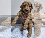 Small Photo #27 Goldendoodle Puppy For Sale in COLLINSVILLE, IL, USA