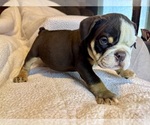 Puppy Reese Bulldog