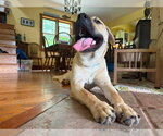 Small Photo #2 Labrador Retriever-Unknown Mix Puppy For Sale in Hinton, WV, USA