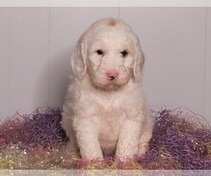 Labradoodle-Poodle (Standard) Mix Puppy for sale in FREDERICKSBURG, OH, USA
