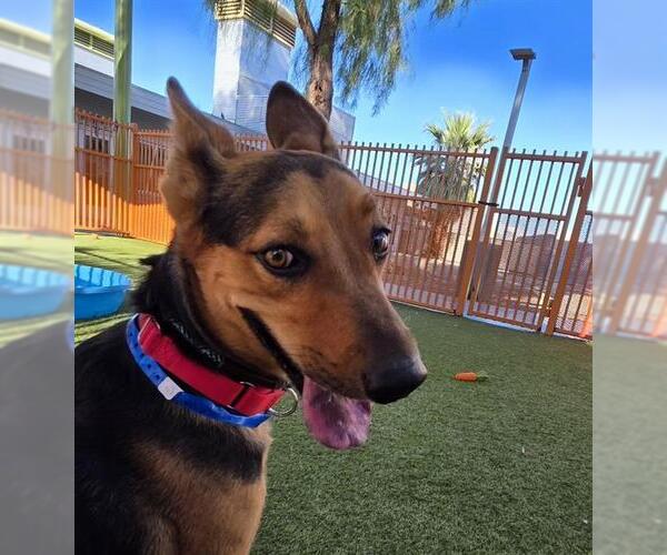 Medium Photo #2 German Shepherd Dog-Unknown Mix Puppy For Sale in Las Vegas, NV, USA