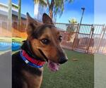 Small #1 German Shepherd Dog Mix