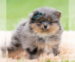 Small Photo #93 Pomeranian Puppy For Sale in WARSAW, IN, USA