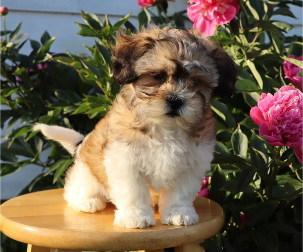 Medium Photo #6 Zuchon Puppy For Sale in THORP, WI, USA