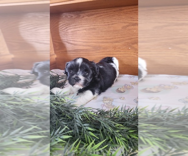 Medium Photo #9 Shih Tzu-Zuchon Mix Puppy For Sale in GREENWOOD, WI, USA