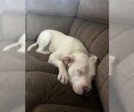 Small American Pit Bull Terrier